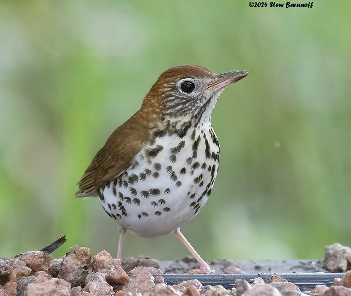 _B248725 woodthrush.jpg